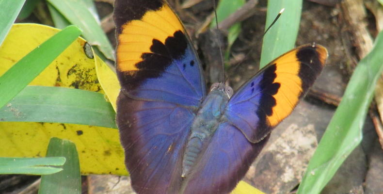 Gold-banded Forester