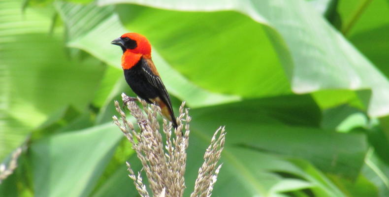 Black-winged red bishop