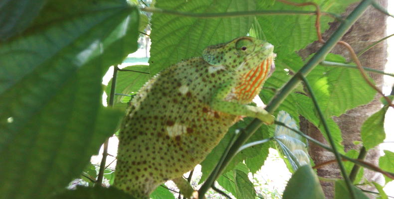Chameleon