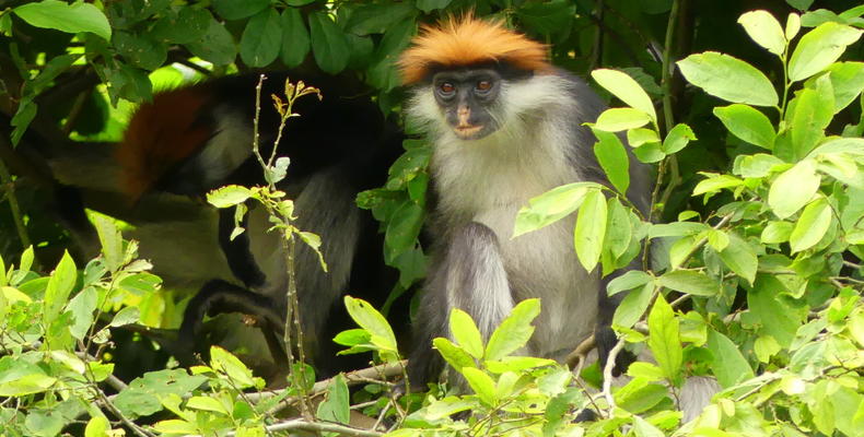 Udzungwa Red Colobus