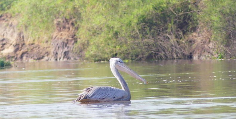 Kilombero Canoe Safari