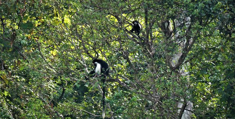Black & White Colobus