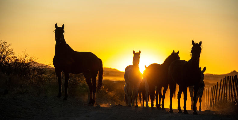 Horses at sunset