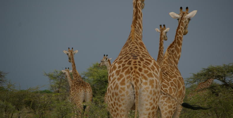Giraffe