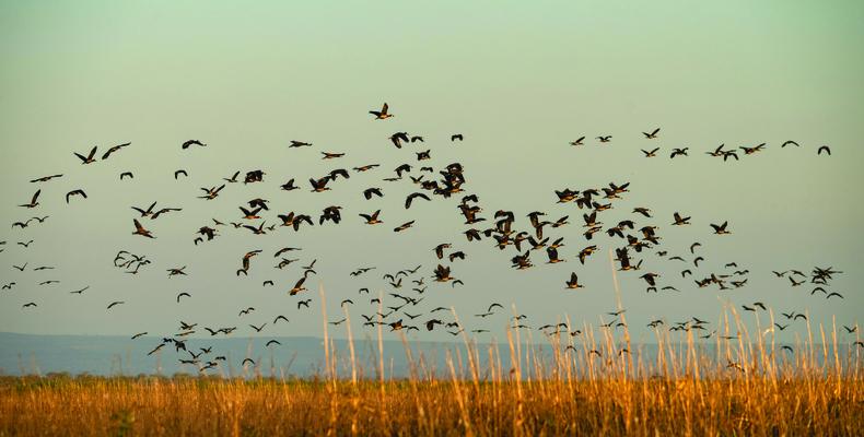 Usangu Expedition Camp - Birds Flocking Over Ruaha