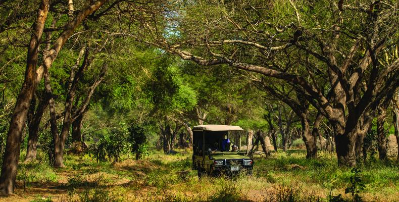 Usangu Expedition Camp - Game Drive in Ruaha National Park