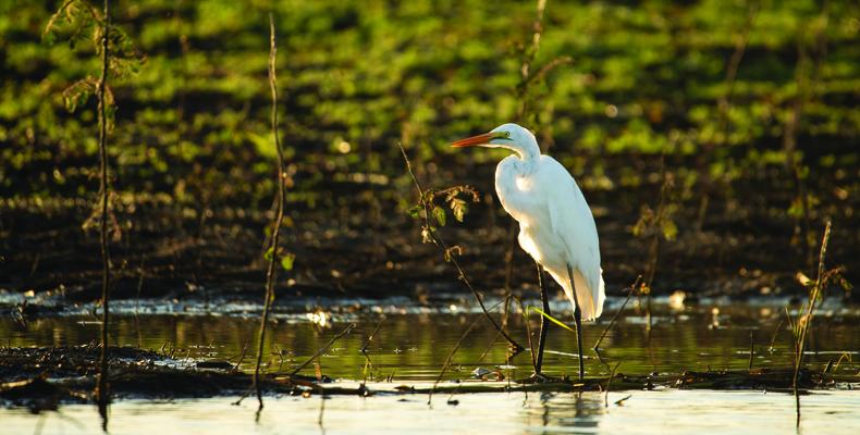 Usangu Expedition Camp - Heron at the Water