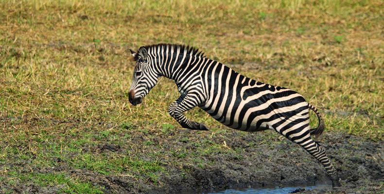 Usangu Expedition Camp - Zebra Leaping Over a Puddleac