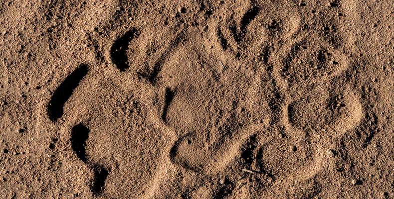 Usangu - Predator Identification