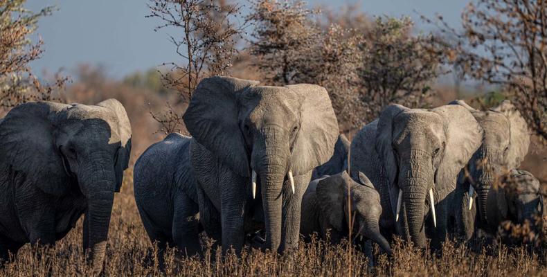 Usangu - A family of elephants