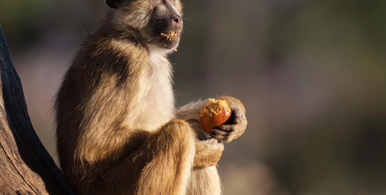 Usangu - Monkey