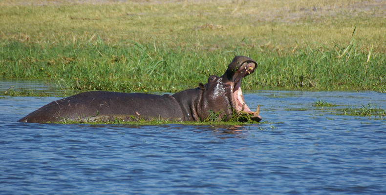 Hippopotamus