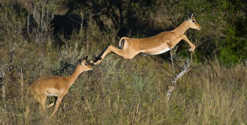 Impala