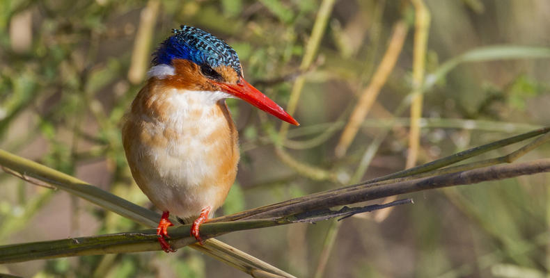 Malachite Kingfisher