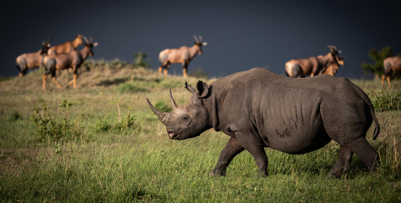 Rhino