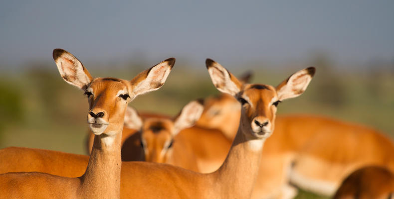 Impala