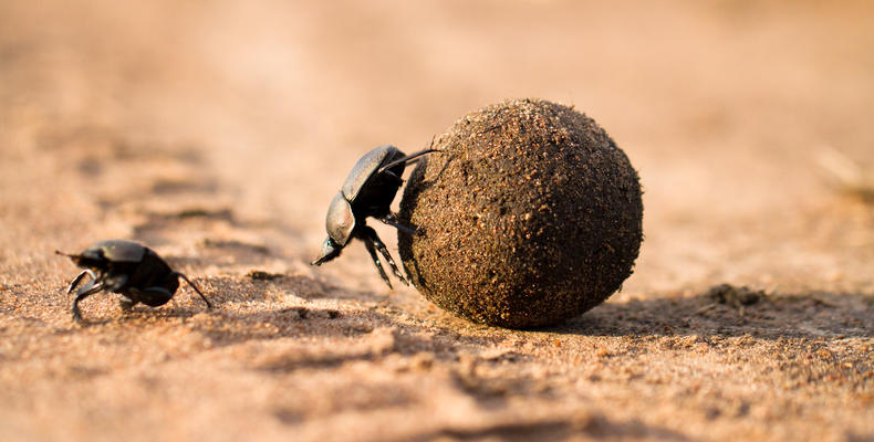 Dung beetles
