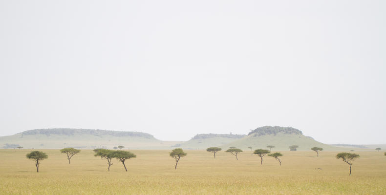 Serengeti scenes