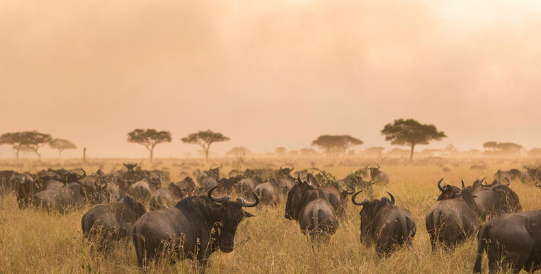 The Great Migration