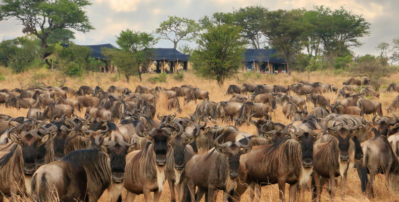 Songa Migrational Camp
