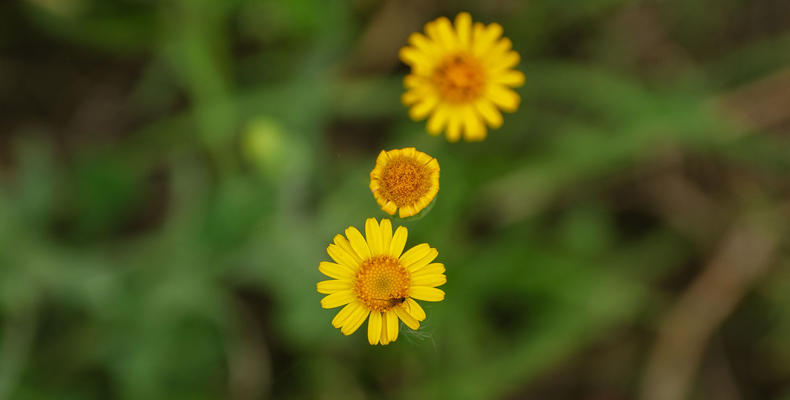 Wildflowers