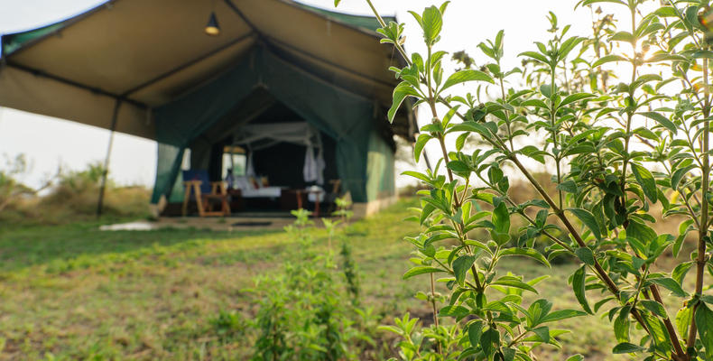Guest Tent