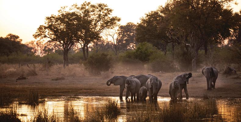 Elephants drinking from the Selinda Spillway