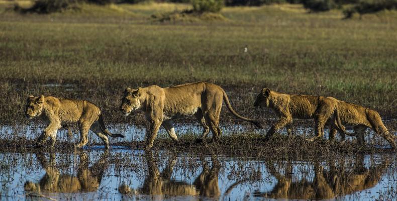 Lions walking along the Selinda Spillway