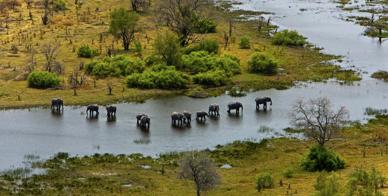 Elephants and the Selinda Spillway from the Air