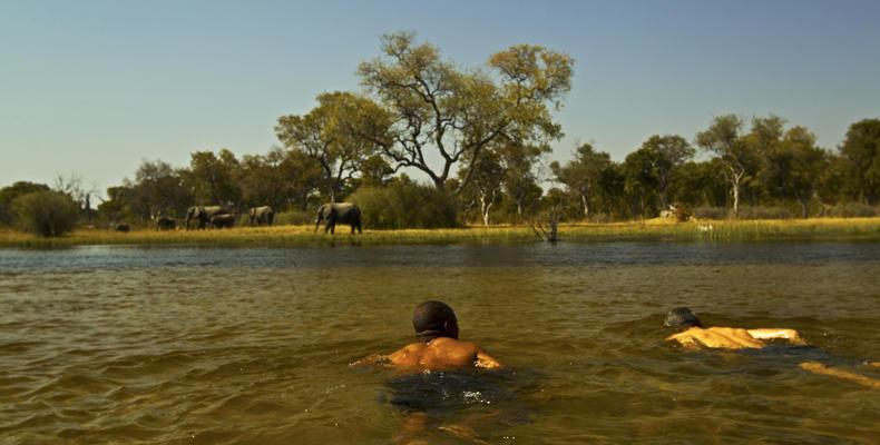 Swimming in the Selinda Spillway