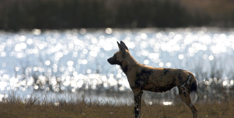 African Wild Dog in the Selinda Reserve