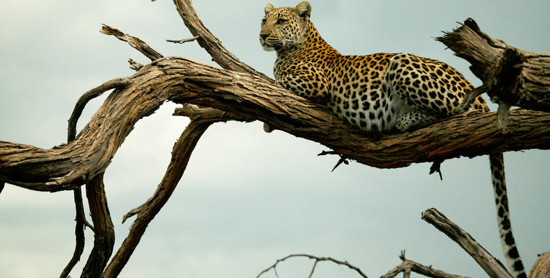 Leopard in the the Selinda Reserve