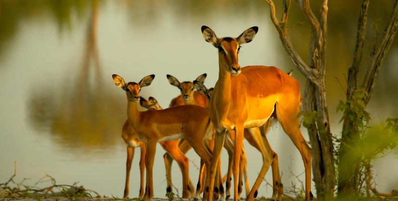 Impala on the Lookout near Selinda Explorers Camp