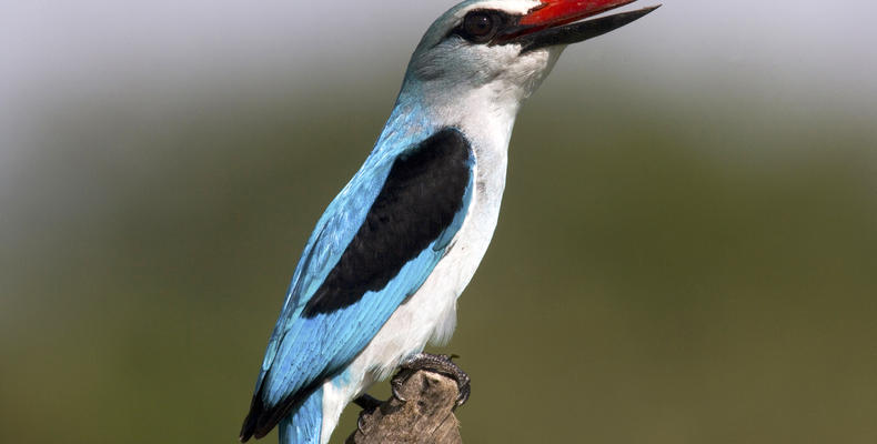 Birdlife in the Selinda Reserve