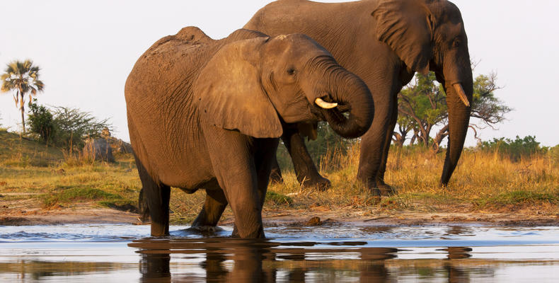 Elephants Crossing the Selinda Spillway