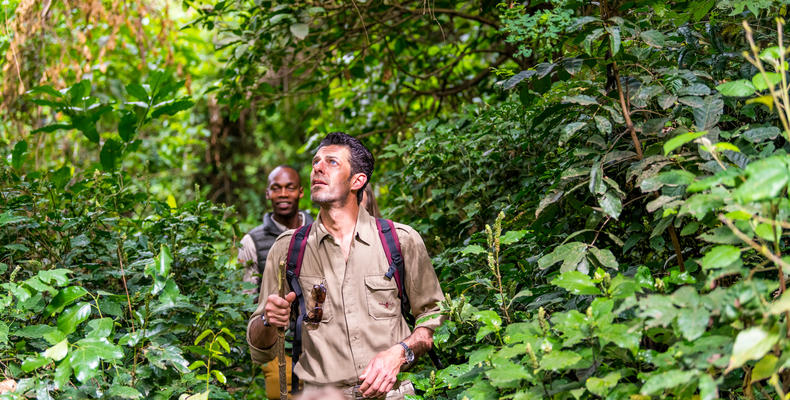 Rainforest