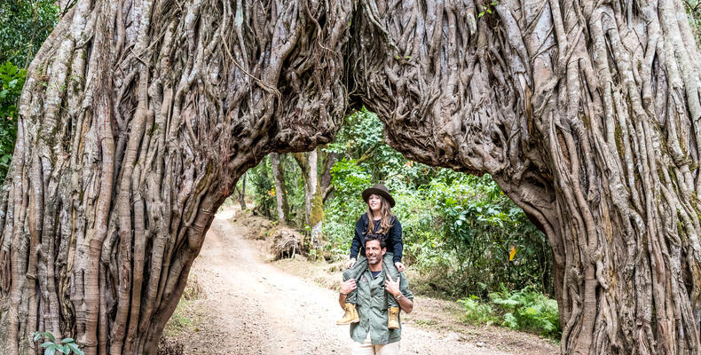 Rainforest