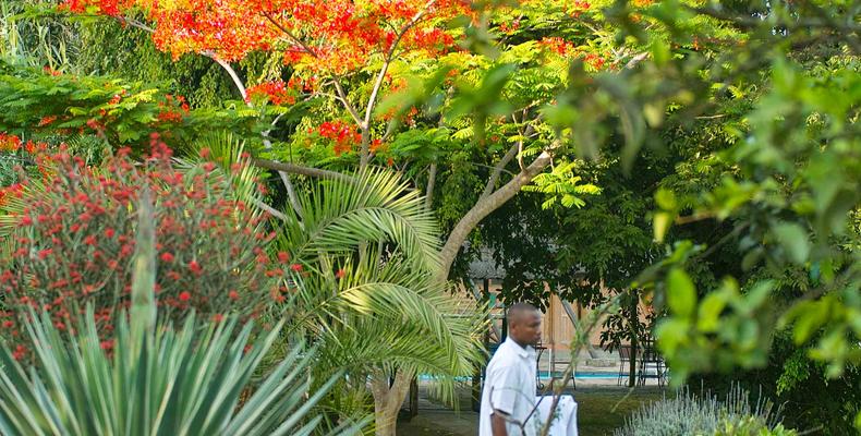 Garden