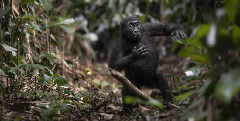 Ngaga Lodge - Kamba African Rainforest Experiences