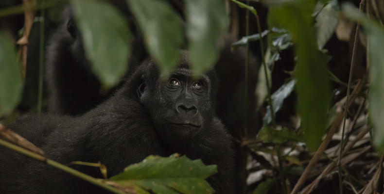 Ngaga Lodge - Kamba African Rainforest Experiences