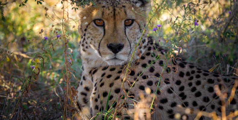 Wildlife