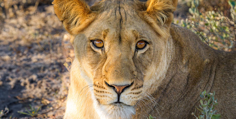 Wildlife