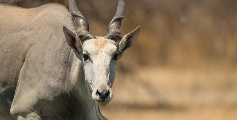 Wildlife
