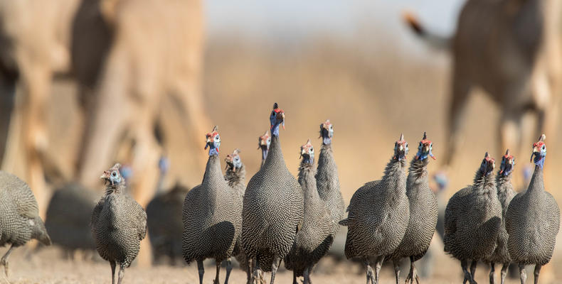 Wildlife