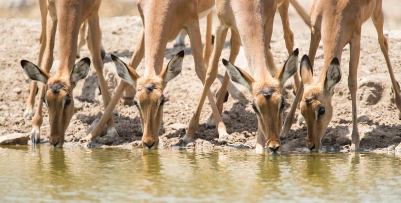 Wildlife