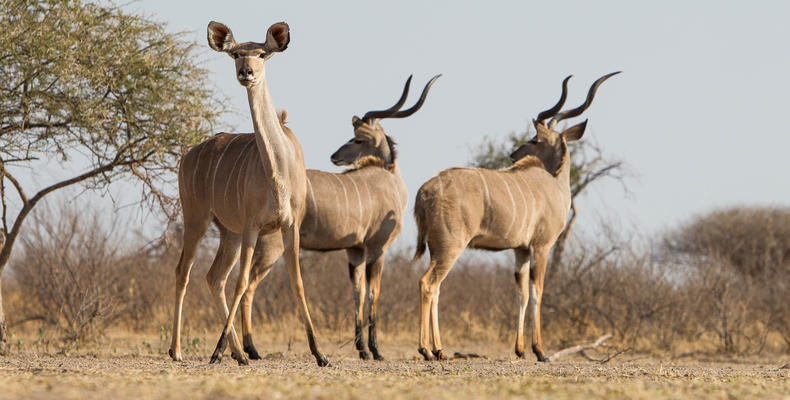 Wildlife