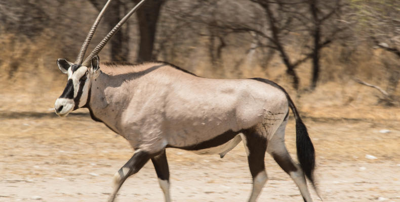 Wildlife