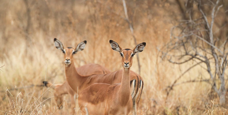 Wildlife