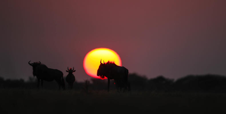 Wildlife