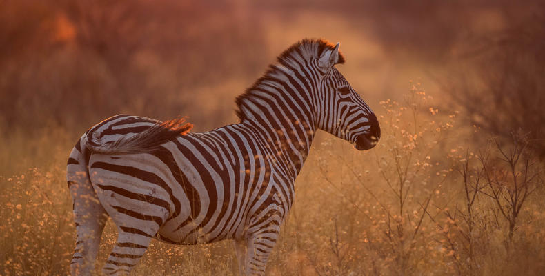 Wildlife